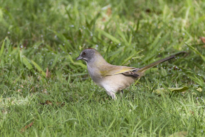 Green-tailed Towhee