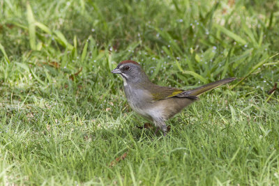 Green-tailed Towhee