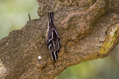 Black and White Warbler