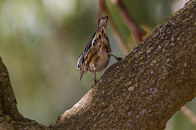 Black and White Warbler