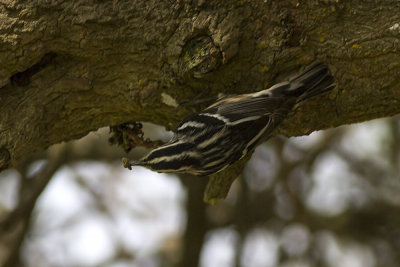 Black and White Warbler