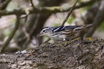 Black and White Warbler