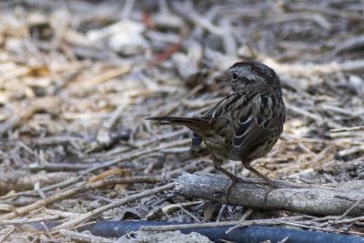 Song Sparrow