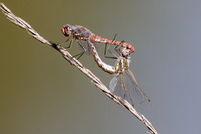 Variegated Meadowhawk (Sympetrum corruptum )