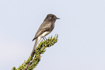 Black Phoebe