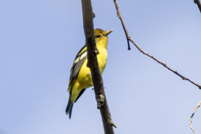 Western Tanager
