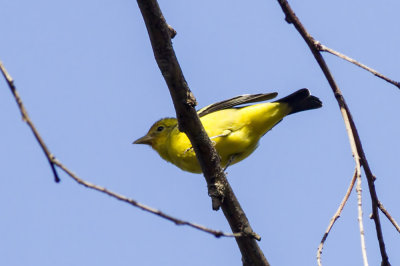 Western Tanager