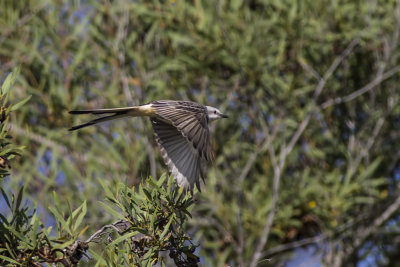 Scissor-tailed Flycatcher