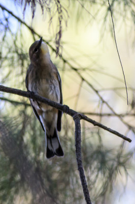 Yellow-rumped Warblers