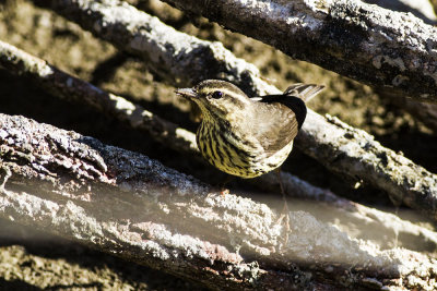 Northern Waterthrush