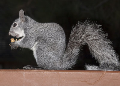 Gray Squirrel