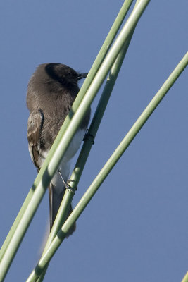 Black-phoebe