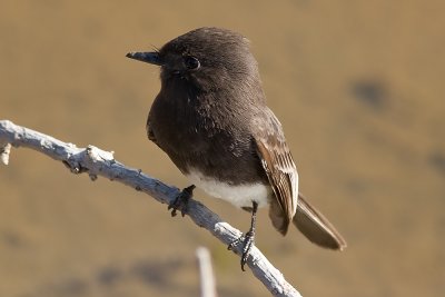 Black Phoebe