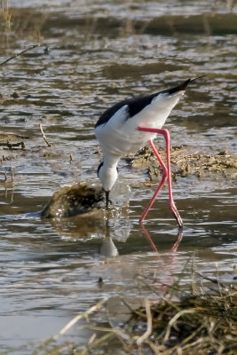 Black-necked Stilt