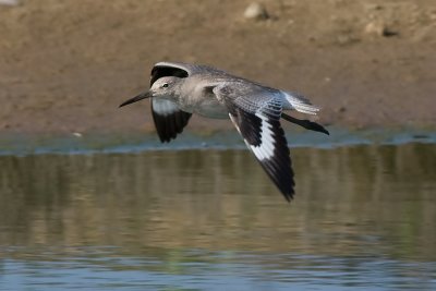 Willet