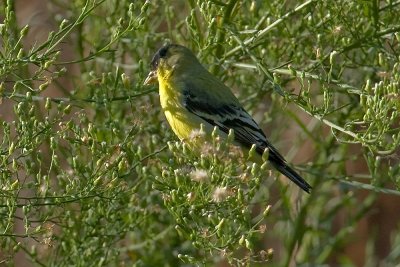 Lesser Goldfinch