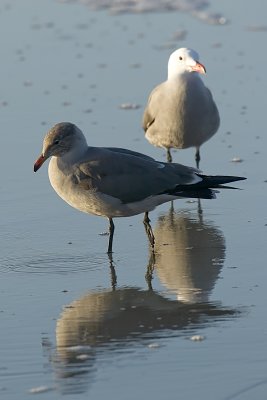 Heermann's Gull- immature in front and adult in the rear