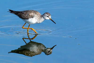 Lesser Yellowlegs