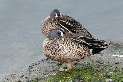 Blue-winged Teal - males