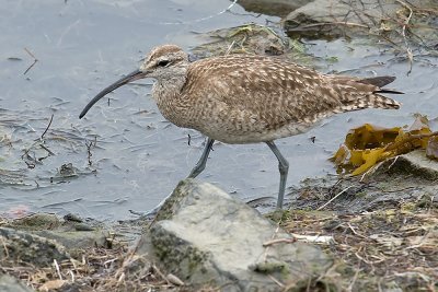 Whimbrel