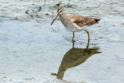 Short-billed Dowitcher