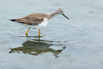 Greater Yellowlegs