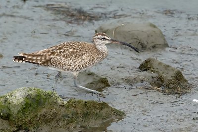 Whimbrel