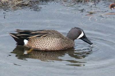 Blue-winged Teal - male