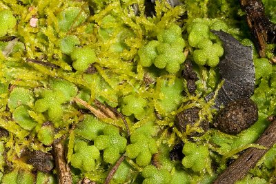 Liverworts- gametophyte with emerging archegonia (female structures)