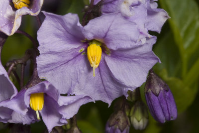 Parish's  Nightshade (Solanum parishii)