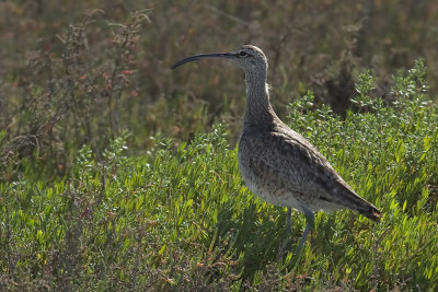 Whimbrel