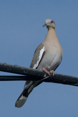 White-winged Dove