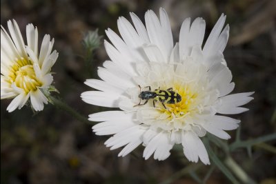 Desert Chicory (Rafinesquia californica)