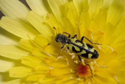 Ornate Checkered  Beetle  (Trichodes ornatus)
