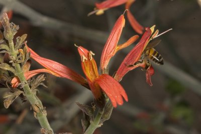 Chuparosa (Justicia californica)