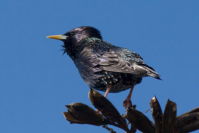 European Starling - male