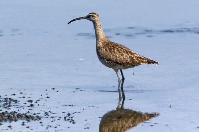 Whimbrel