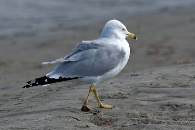 Ring-billed Gull