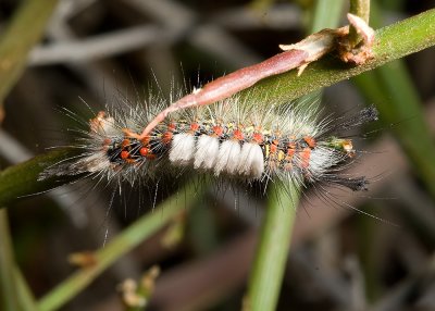 Western Tussuck Moth caterpillar (Orgyia cana)