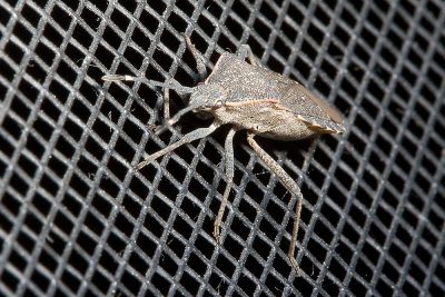 Squash Bug ( Anasa andresii)