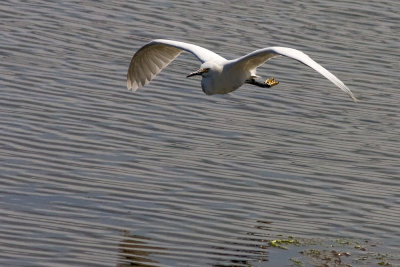 Snowy Egret