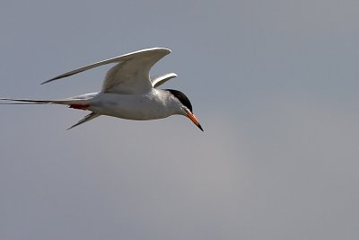 Forster's Tern