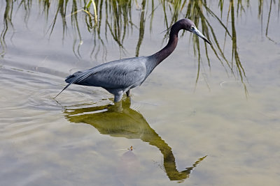Little Blue Heron
