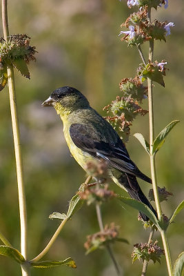 Lesser Goldfinch - male