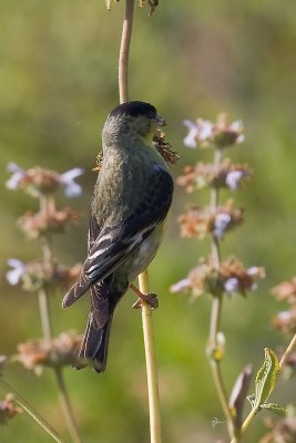 Lesser Goldfinch - male