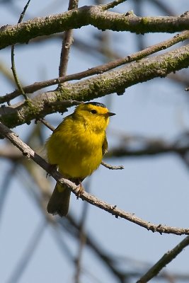 Wilson's Warbler -male