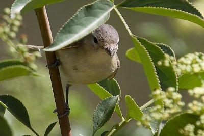 Warbling Vireo