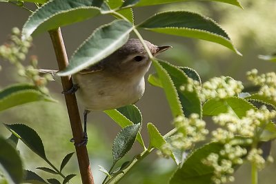 Warbling Vireo