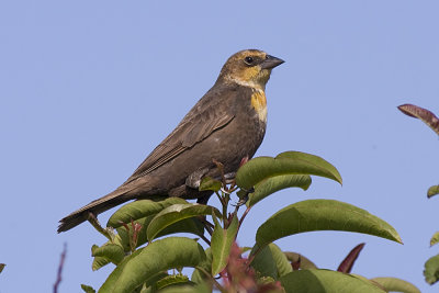Yellow-headed Blackbird