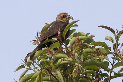 Yellow-headed Blackbird